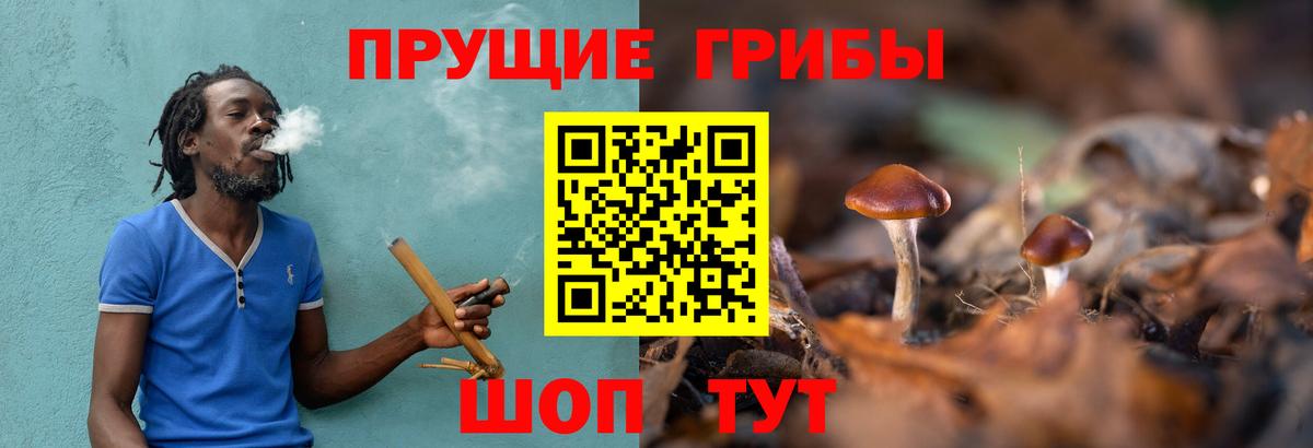 Псилоцибиновые грибы Cubensis Гудермес